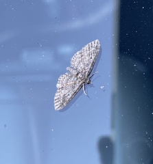 Eupithecia graefii