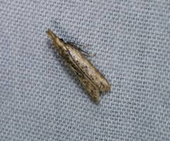 Dichomeris ochthophora