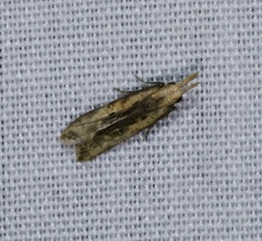 Dichomeris ochthophora