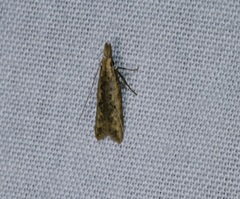 Dichomeris ochthophora