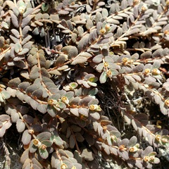 Euphorbia pergamena