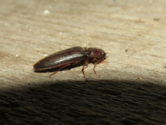 Melanotus castanipes