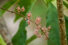 Trichocentrum oerstedii