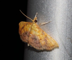 Hyalobathra micralis