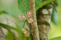 Trichocentrum oerstedii
