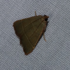 Hypsopygia nonusalis