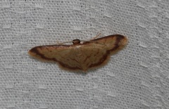 Idaea impexa