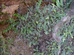 Blechnum blechnoides