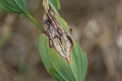 Phyllosticta cruenta
