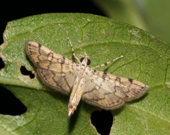 Lamprosema tampiusalis