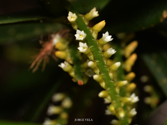 Campylocentrum schiedei