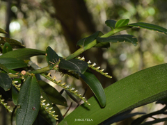 Campylocentrum schiedei