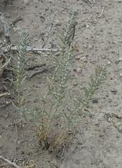 Neokochia americana