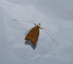 Lecitholaxa thiodora