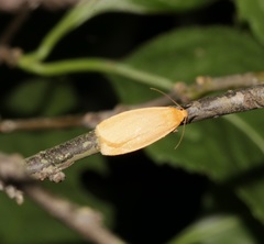 Manulea fuscodorsalis