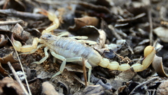 Paruroctonus silvestrii