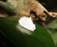 Niphopyralis
