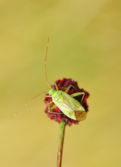 Adelphocoris quadripunctatus