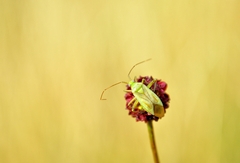 Adelphocoris quadripunctatus