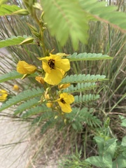 Chamaecrista fasciculata
