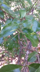 Plectaneia