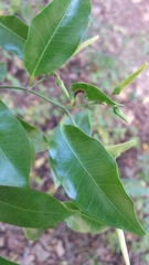 Plectaneia
