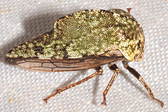 Telamona westcotti