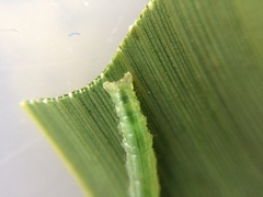 Epiphryne verriculata