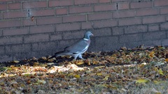 Columba palumbus