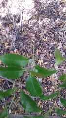 Plectaneia