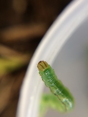 Epiphryne verriculata