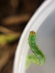 Epiphryne verriculata