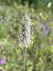 Phleum alpinum