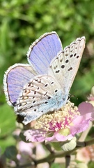 Polyommatus escheri