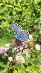 Polyommatus escheri