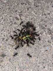 Camponotus vagus