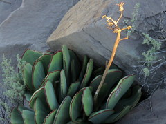 Cotyledon cuneata
