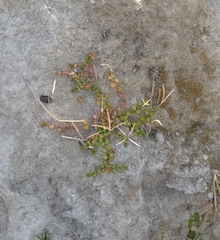 Epilobium nummulariifolium