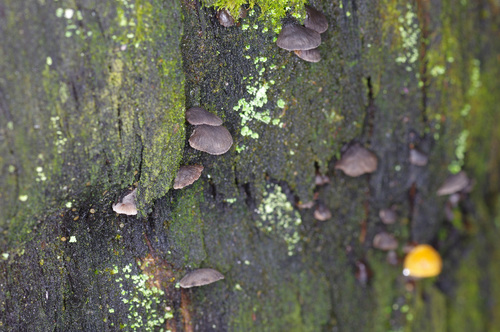 Resupinatus cinerascens image