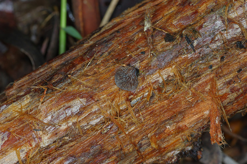 Resupinatus cinerascens image