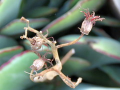 Cotyledon cuneata