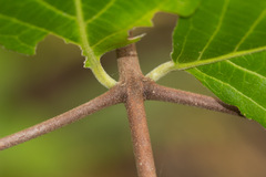 Pristimera andongensis