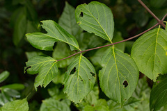 Pristimera andongensis