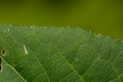 Pristimera andongensis