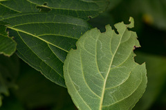 Pristimera andongensis