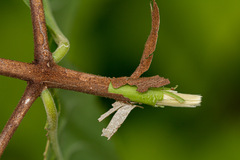 Pristimera andongensis