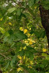 Pristimera andongensis