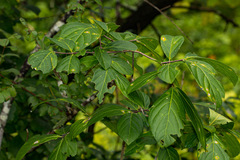 Pristimera andongensis