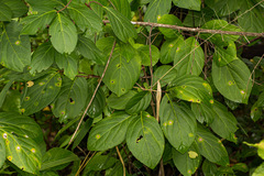 Pristimera andongensis