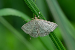 Psammotis pulveralis